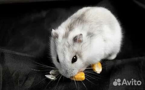 Малыши джунгарики