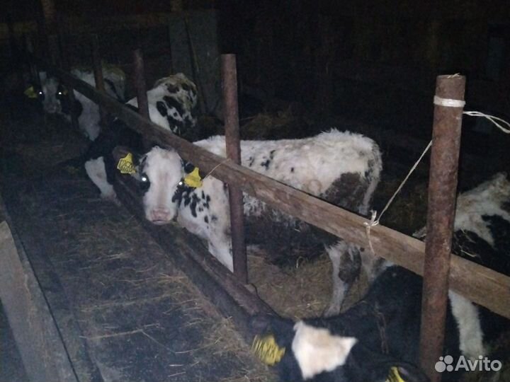 Бычки и телки