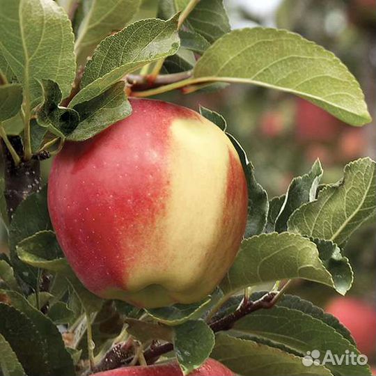 Саженцы яблони сорт Ambrosia(Амброзия)