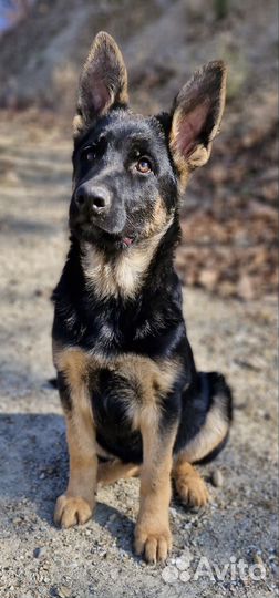 Немецкая овчарка