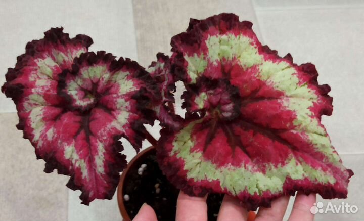 Бегонии королевские. Часть 2