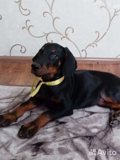 Щенки добермана
