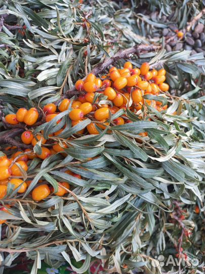 Облепиха свежая