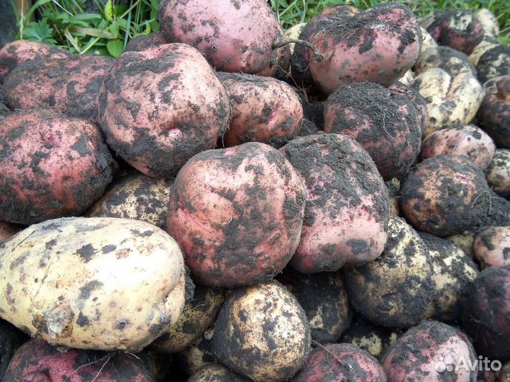 Продам картофель
