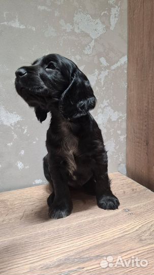 Щенок Спаниеля