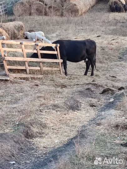 Корова стельная дойная