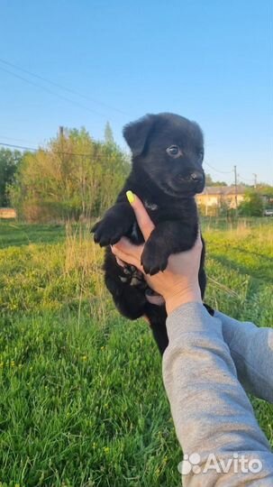Чернулик ждёт дом