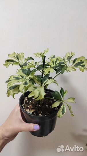 Шефлера Жанин