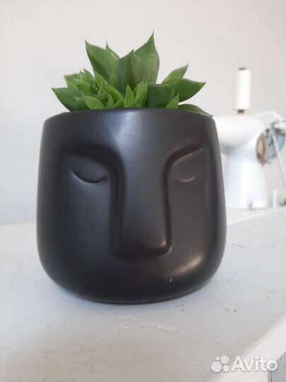 Хавортия ладьевидная суккулент