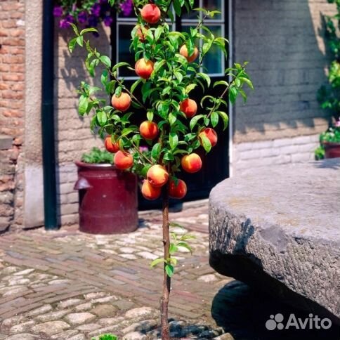 Колоновидный персик «Штайнберг»