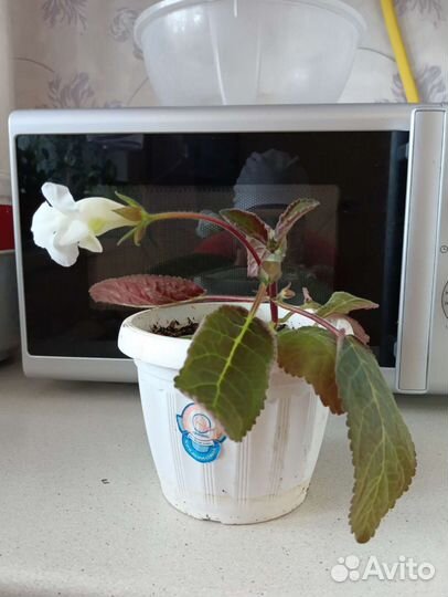 Глоксиния тидея белая