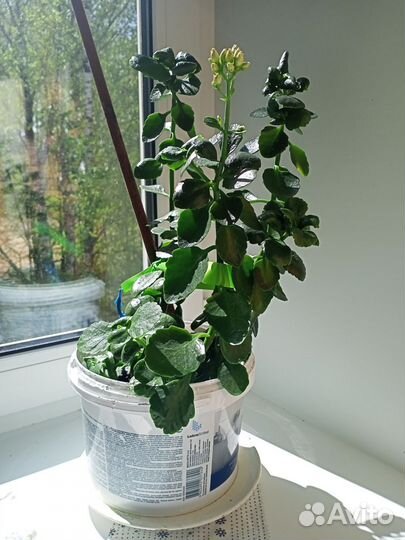 Домашние цветы