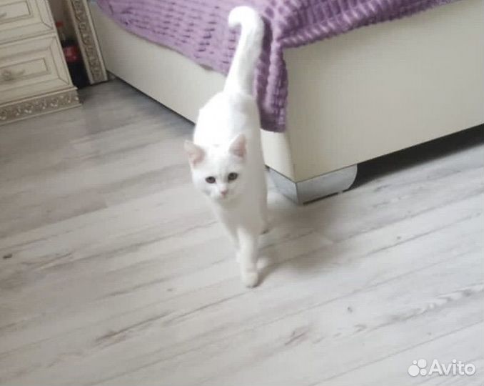 Кошки в добрые руки