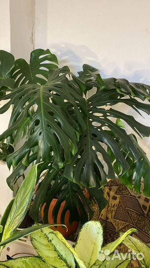 Комнатные цветы