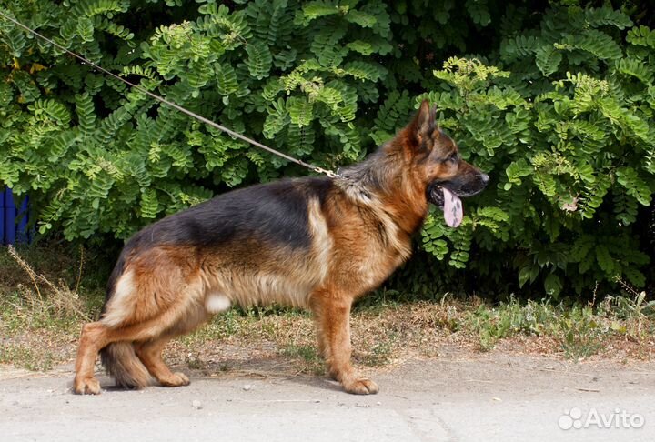 Кобель немецкой овчарки для вязки