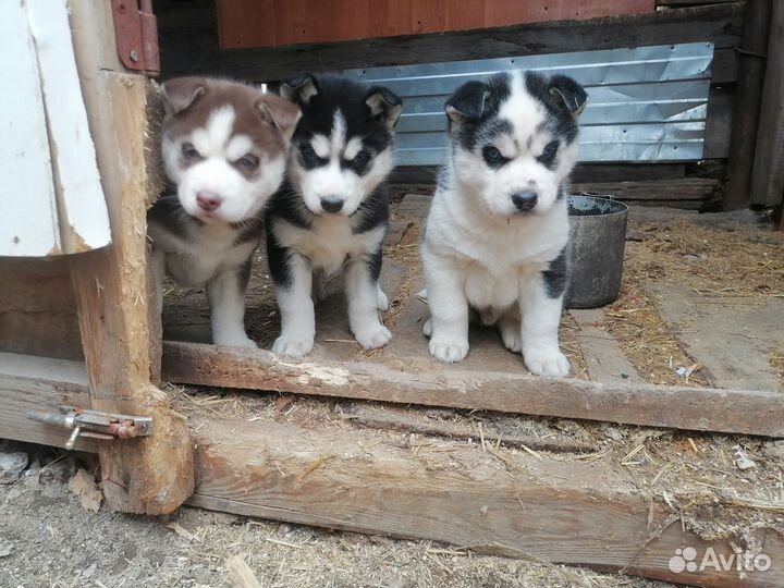 Сибирский хаски