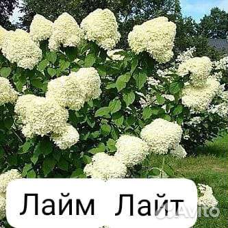 Калина Бульденеж, Миндаль,Спиреи