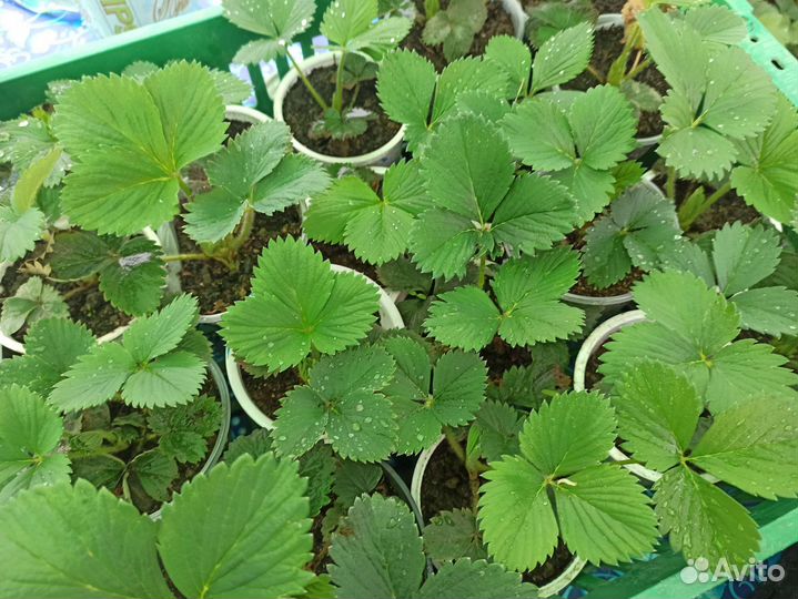 Саженцы клубники 