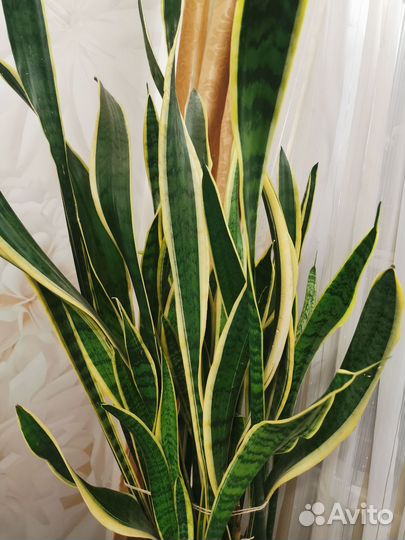 Сансевиерия