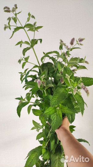 Мята пучок зелень