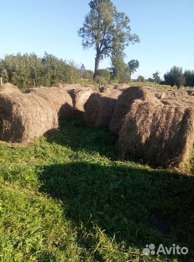 Сено в рулонах