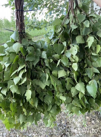 Веники для бани из березы