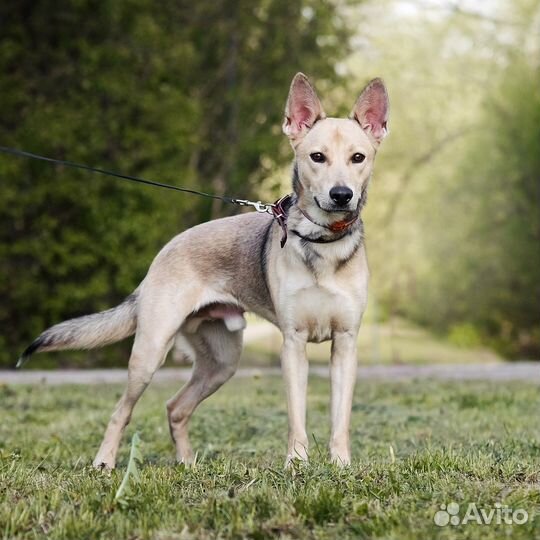 Щенок-подросток Балу в надежные руки бесплатно