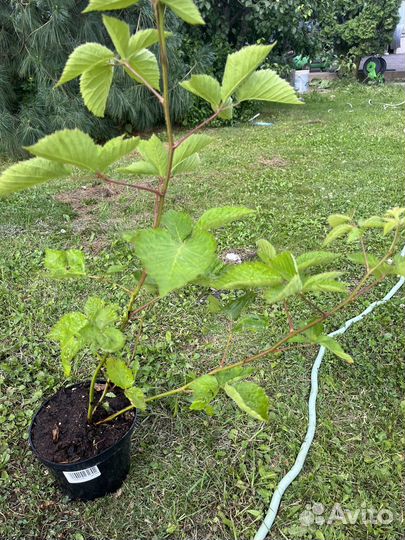 Ежевика бесшипная натчез