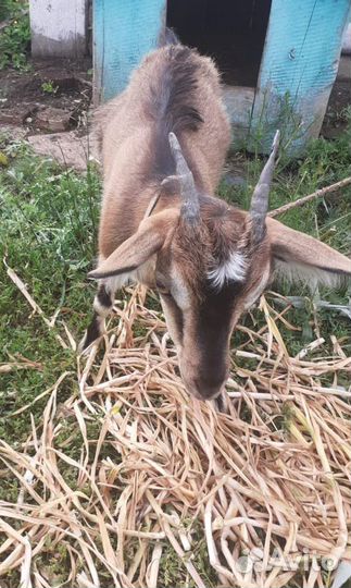 Продам козу