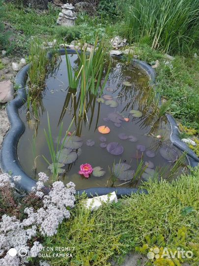 Декаротивный карась, Лилии