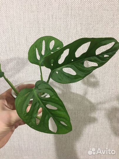 Монстера манки маск