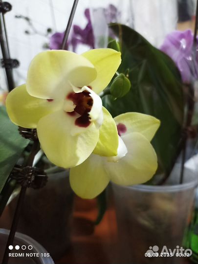 Орхидея бетмен