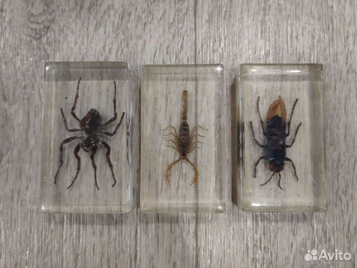 Коллекционные насекомые в стекле