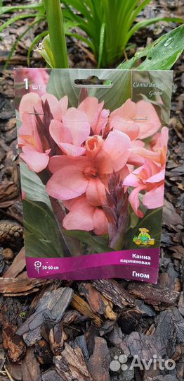 Канна карликовая, гортензия Анабель, лилии