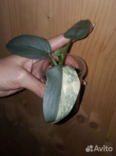 Филодендрон хастатум вар