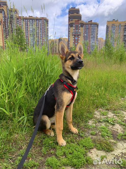 Чудесный щенок девочка