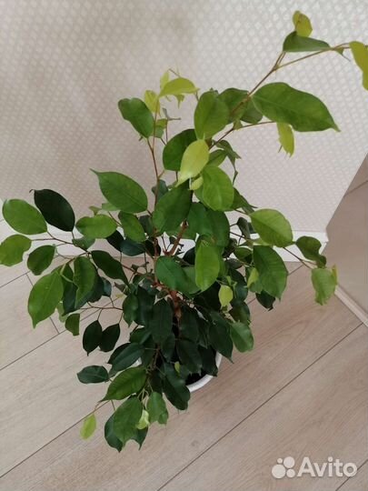 Фикус бенджамина Эстер