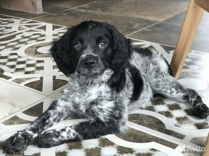 Бретонский эпаньоль