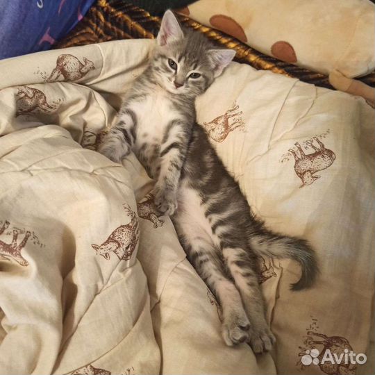 Отдам кошечку в добрые руки