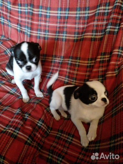 Чихуахуа щенки москва