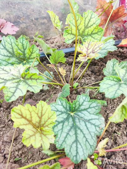 Растения гейхера