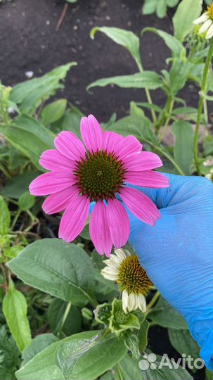 Многолетники