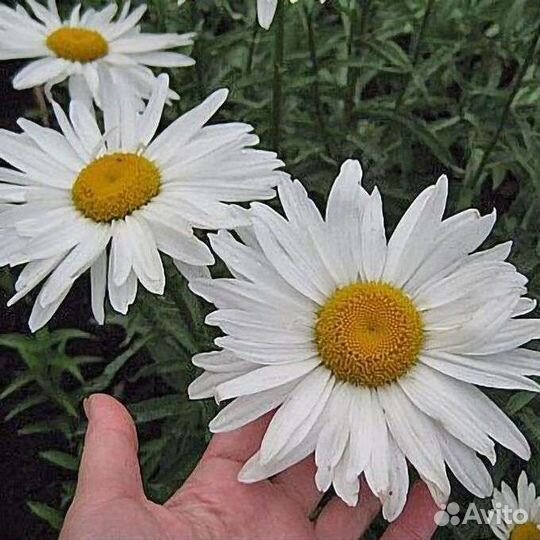 Нивяник крупноцветковый