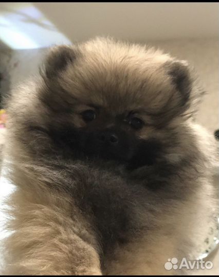 Щенки шпица девочки