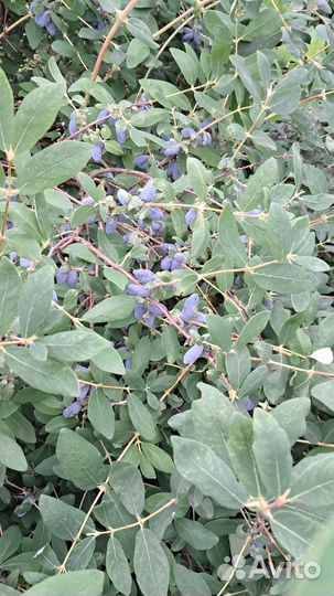 Жимолость ягоды, ревень, мята