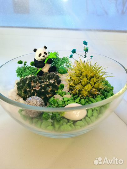 Флорариум, суккуленты, ваза, сувениры