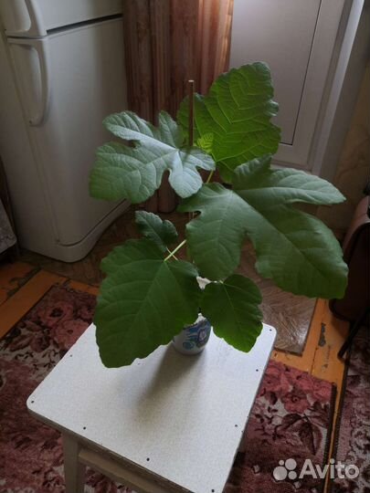 Саженец инжира