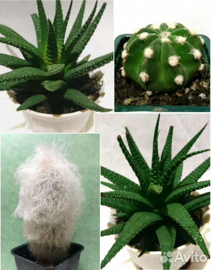 Суккуленты и кактусы