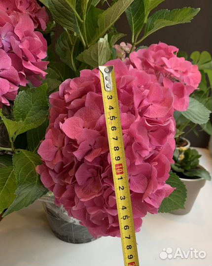 Гортензия крупнолистная