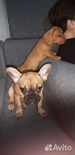 Французский бульдог